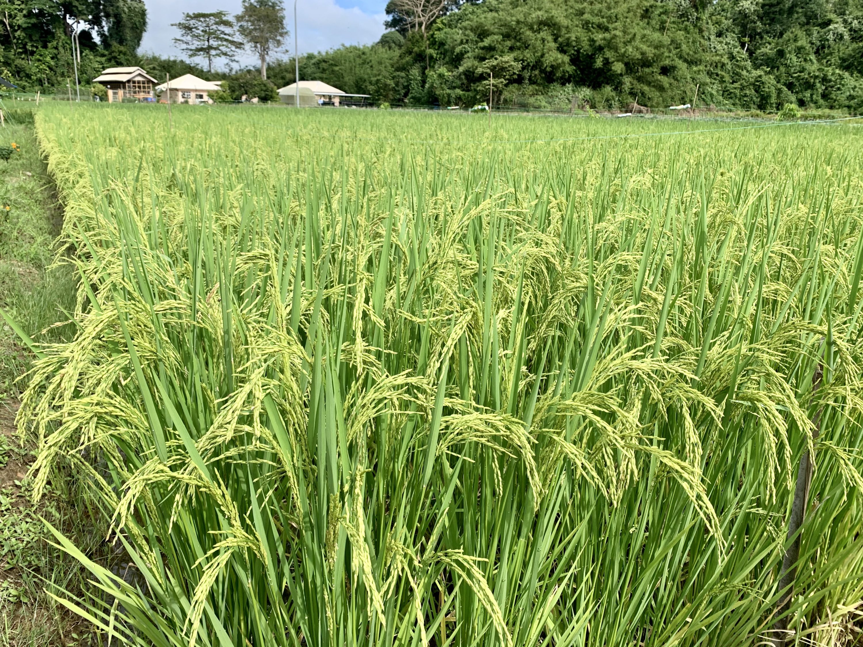 Boosting Food Production Main Priority Of MPRT Budget The Scoop boosting-food-production-main-priority-of-mprt-budget-the-scoop