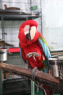 Visitors of "Animals in the Park" can expect to see various parrot species, including this green-winged macaw. Photo: Rafidah Hamit/The Scoop