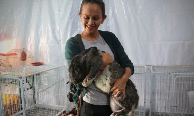 A visitor holding onto a Flemish Giant rabbit. Photo: Rafidah Hamit/The Scoop