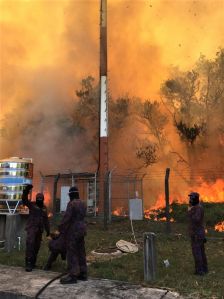 Flames engulfed forested areas near Rimba and Tungku Link from March 15-18, 2019. Photo: Courtesy of Fire & Rescue Dept